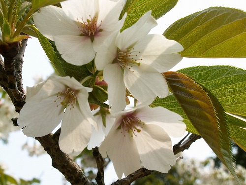 桜12