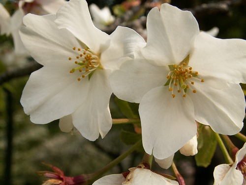 桜34