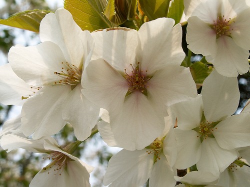 桜13