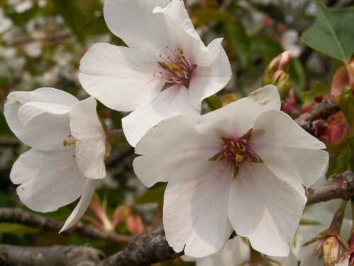 桜14
