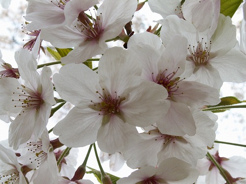 桜35