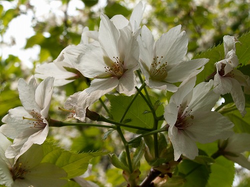 桜27