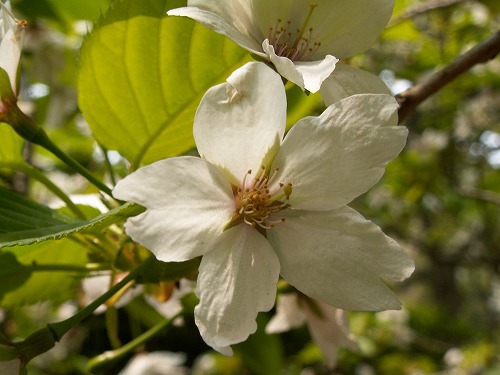 桜28
