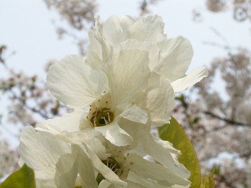 桜37