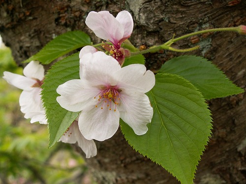 桜39
