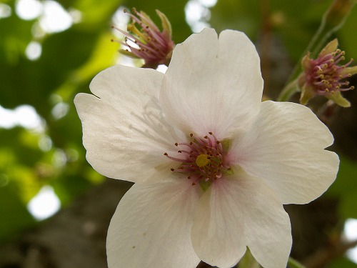 桜40