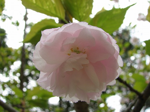 桜1
