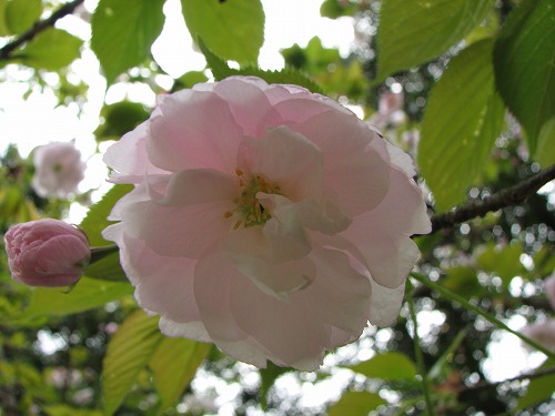 桜2