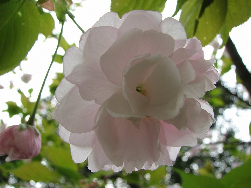 桜3