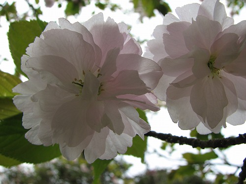 桜4