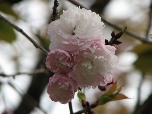桜5
