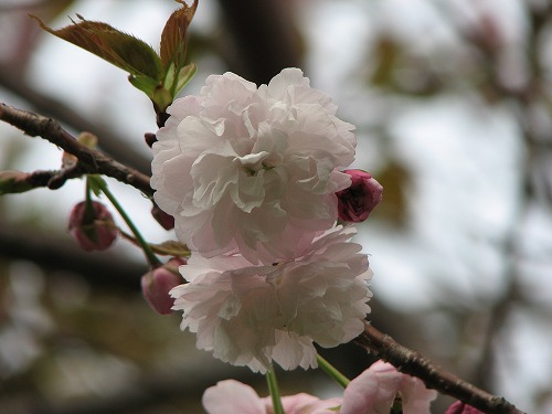 桜6
