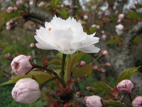 桜8