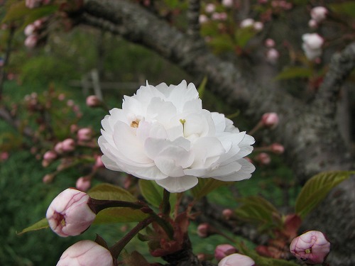 桜9