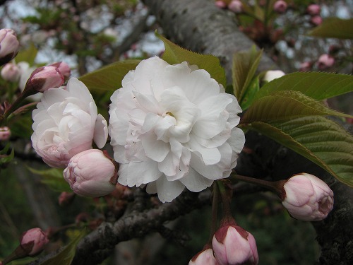 桜10