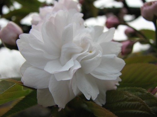 桜11