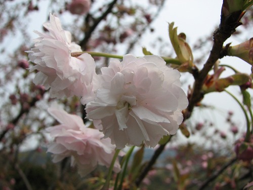 桜12
