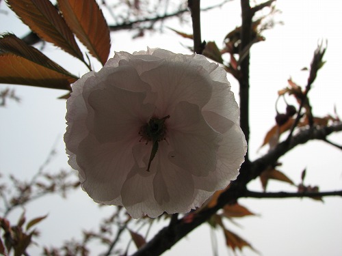 桜13