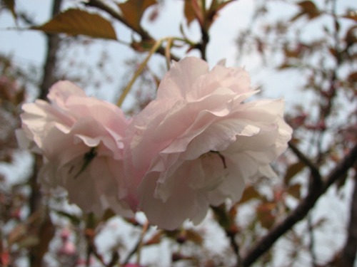 桜14