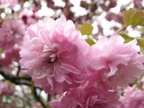 桜15