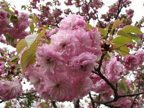 桜16