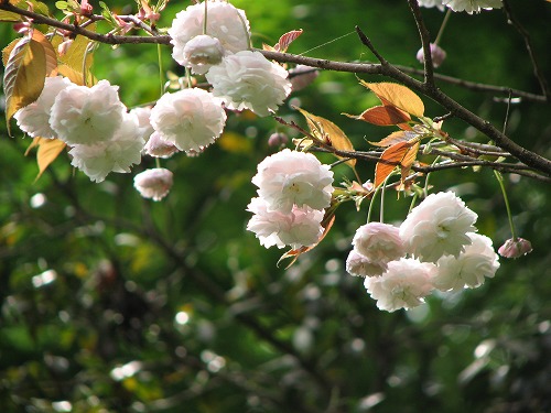 桜17