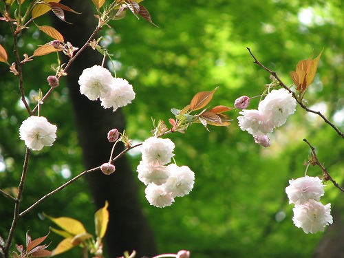 桜19