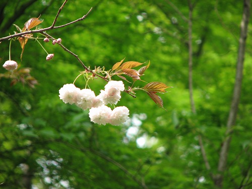 桜20