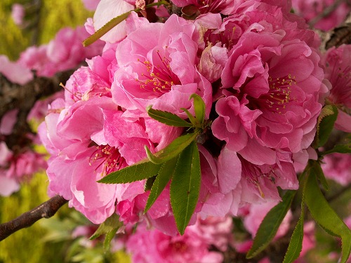 桜15