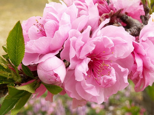 桜16