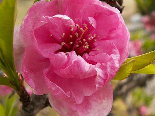 桜17