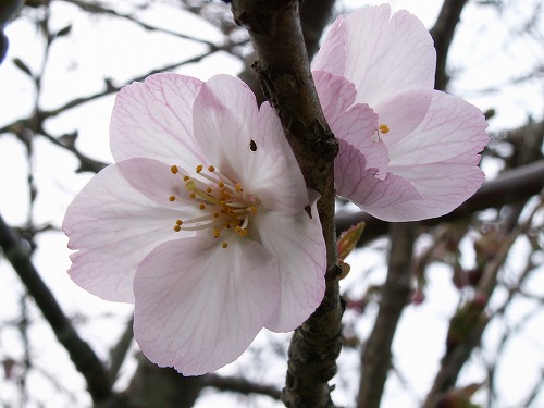 桜21