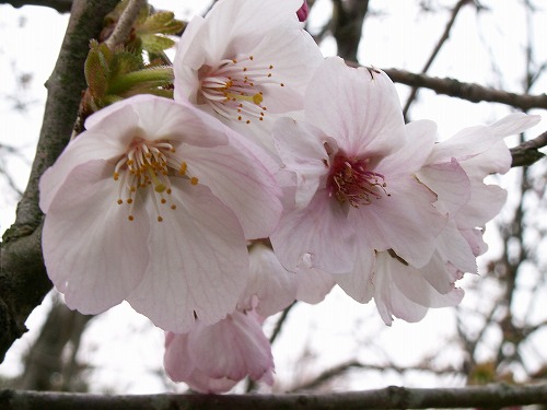 桜22
