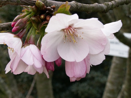 桜23