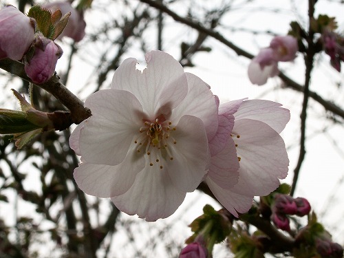 桜24