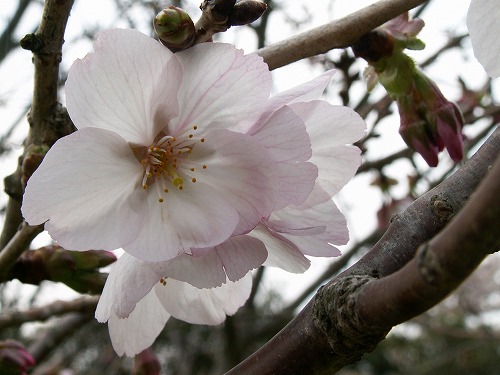 桜25