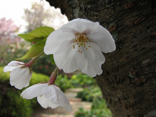 桜4