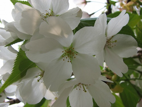 桜5