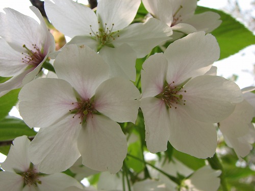 桜6