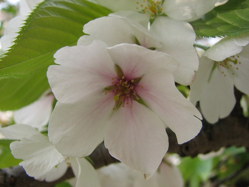 桜7