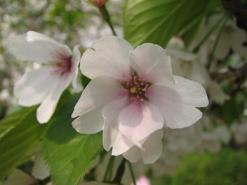 桜8