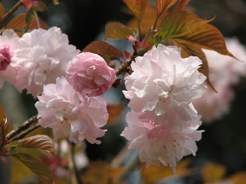 桜9