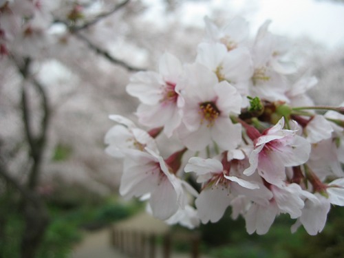桜11