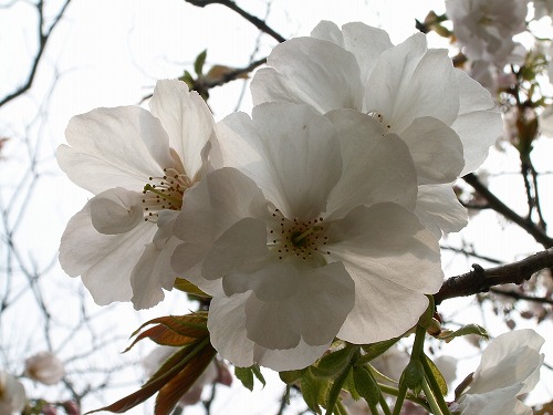 桜16