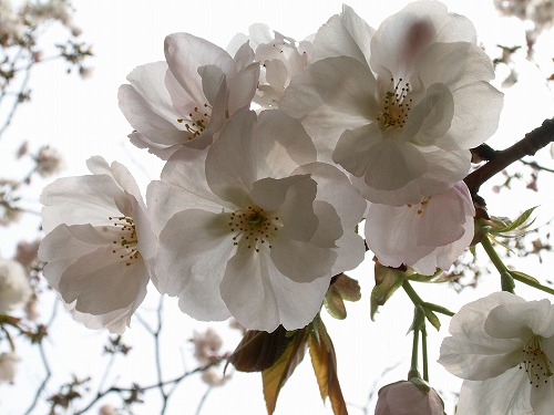 桜17