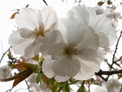 桜18