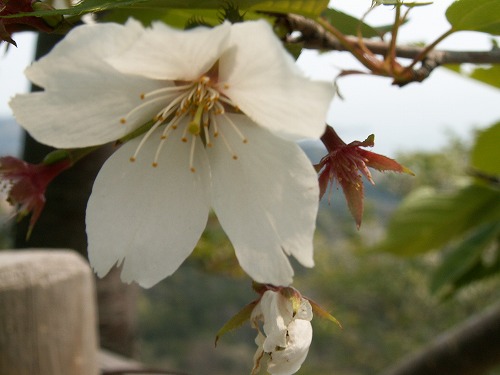 桜20