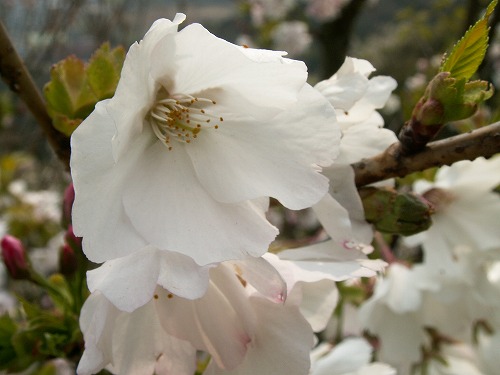 桜21
