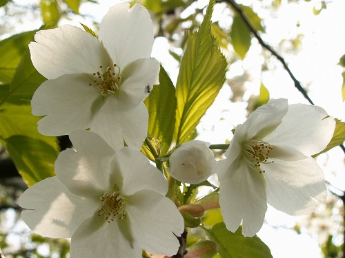 桜22