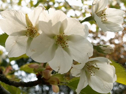 桜23